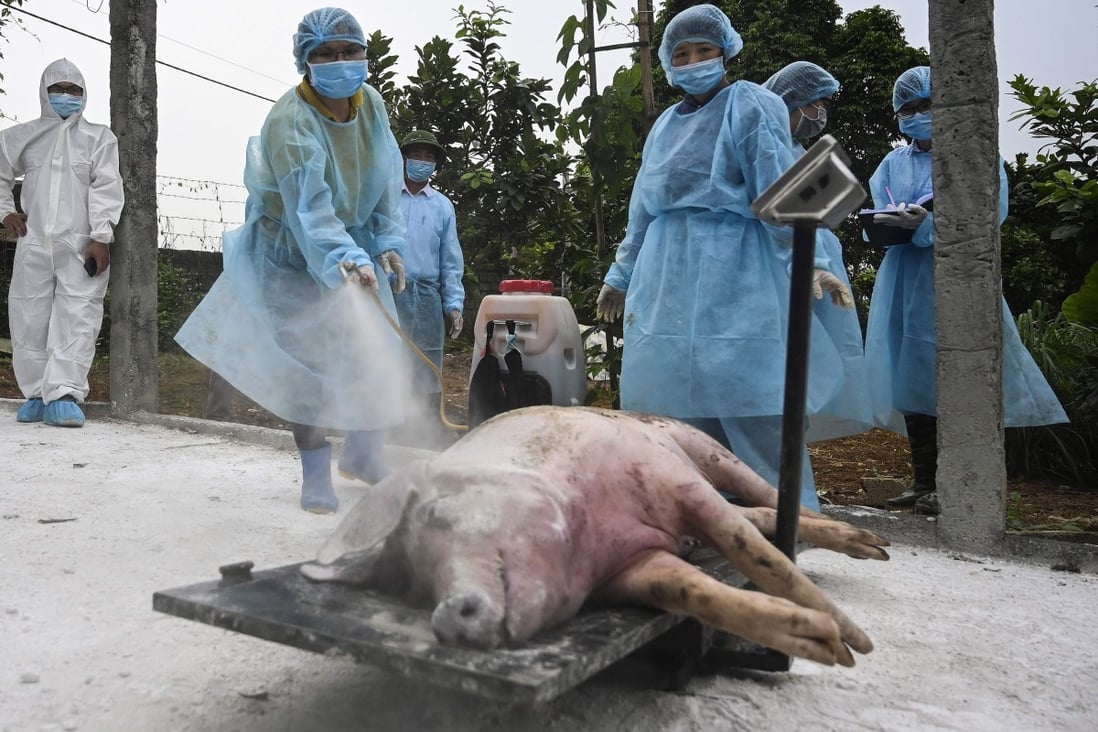 China’s pig population in April is down by 20 per cent – or around 100 million pigs – from a year earlier. Photo: AFP