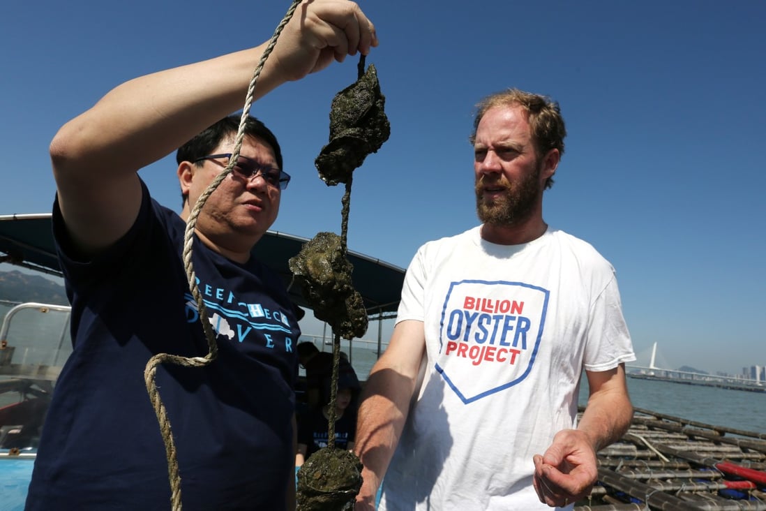 Millions of oysters on city’s coastline could help clean up Hong Kong’s polluted waters
