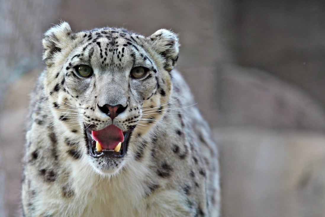 There are fewer than 7,000 snow leopards in the wild today, and those numbers are decreasing, according to the likes of global conservation body WWF. Photo: Shutterstock