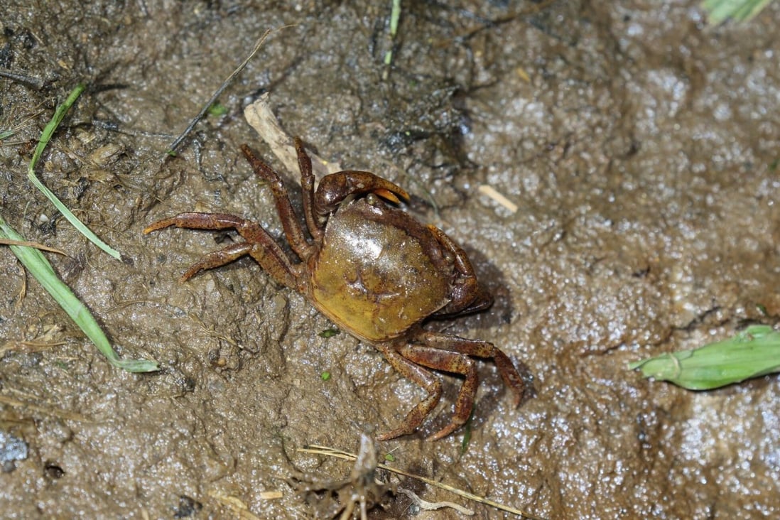 The Somanniathelphusa zanklon freshwater crab in Fanling. Photo: Photo: Paul Leader/AEC