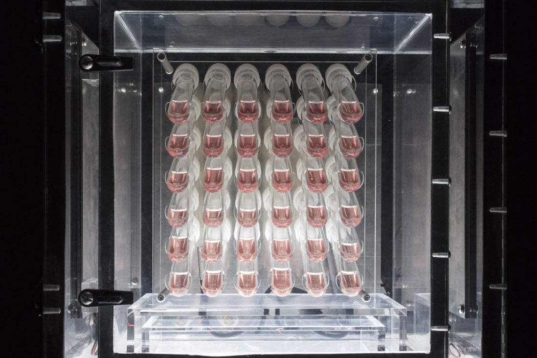 Sean Raspet’s artwork “Screen (EP1.1 iPSCs stem cell line-derived human retinal organoids)” is a square array of 36 test tubes containing a pink culture in each of which a single retinal organoid grows. It is part of his first solo exhibition in Hong Kong.