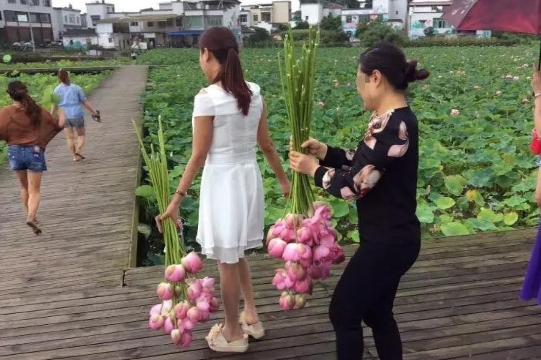 Visitors have been filmed breaking into the park in Sichuan to pick its lotus flowers. Photo: Red Star News