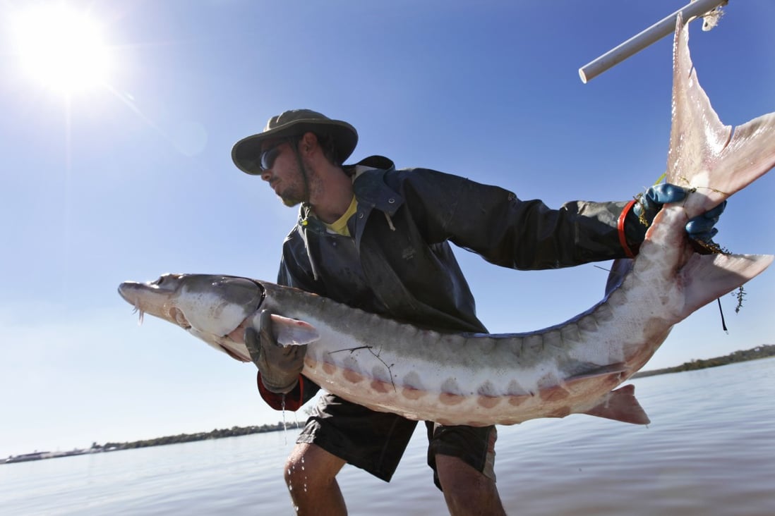 A US researcher tosses an Atlantic sturgeon into the James River in Virginia. Photo: AP