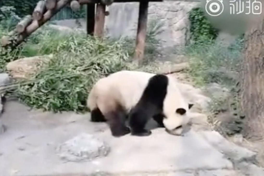 A video shows Beijing Zoo giant panda Meng Da examining a stone thrown at him by a visitor. Photo: Weibo