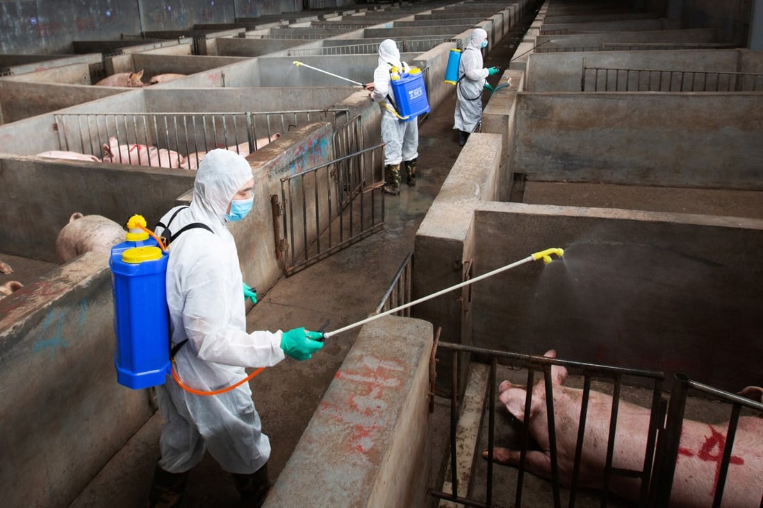 Hygiene practices in China’s pig farms are changing in response to the African swine fever outbreak which has devastated herds. Photo: Reuters