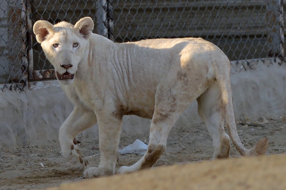 37+ Should exotic animals be kept as pets essay ideas