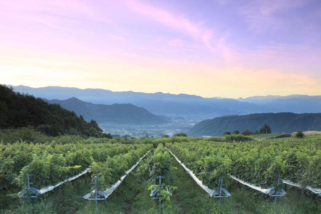 Sunrise over the vineyards of Yamanashi prefecture, the most important of Japan’s four major wine regions.