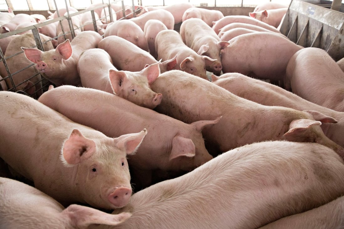 Surplus pork is biting US hog markets as trade war turns the world’s