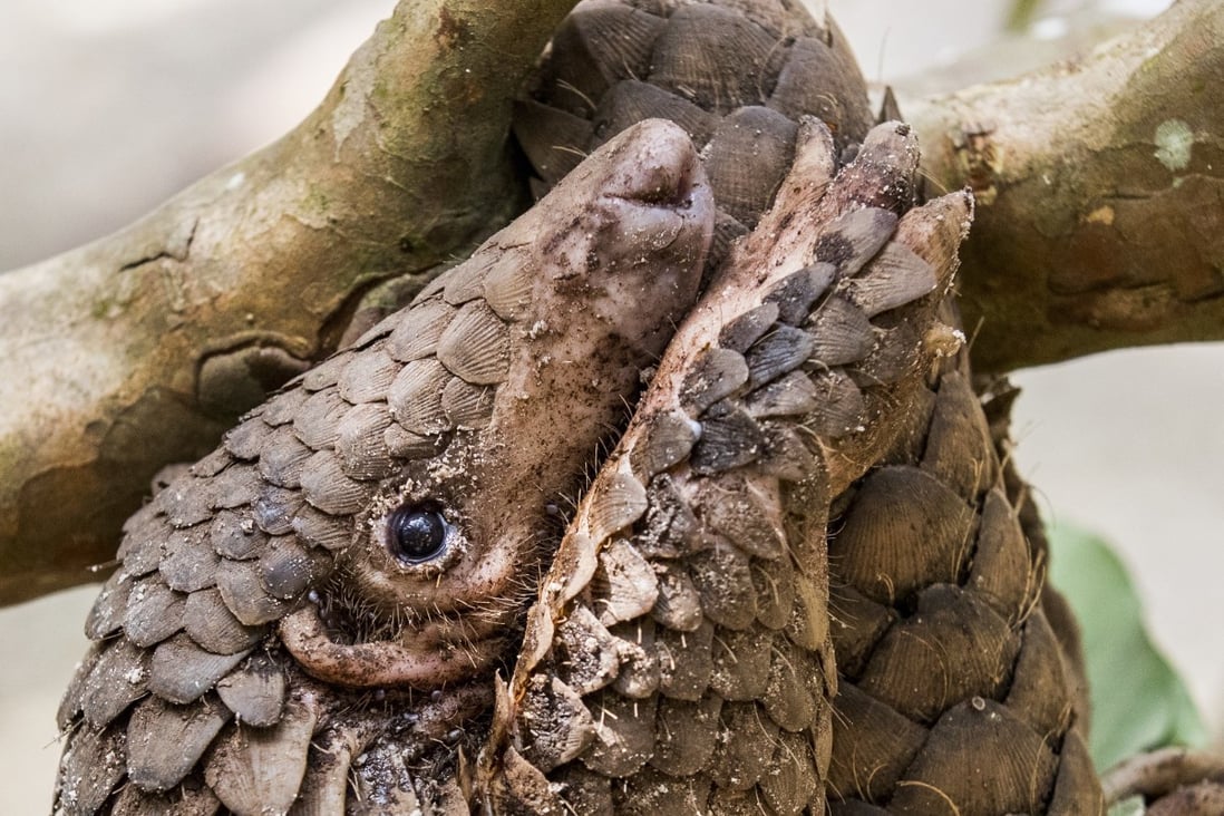 Pangolin Use In Tcm Unacceptable Say Most Hong Kong People In Chinese Medicine Survey South China Morning Post