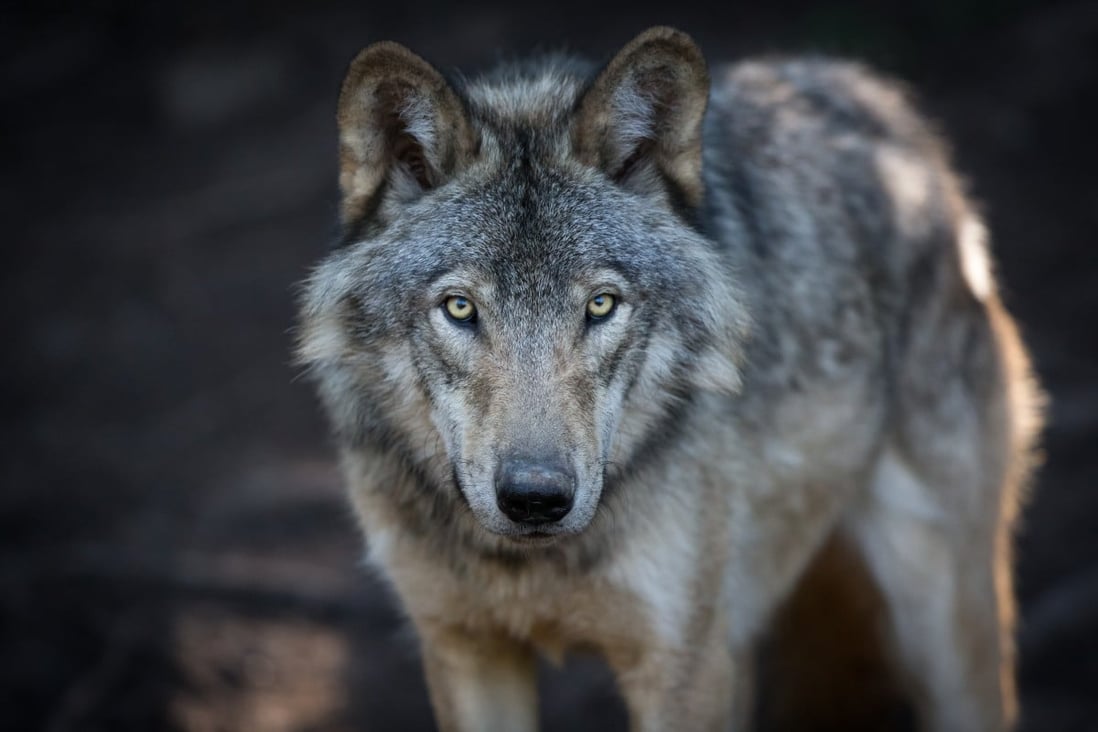 Wolf rips open tent and tries to drag US camper Matthew Rispoli away in rare attack at Canadaâs