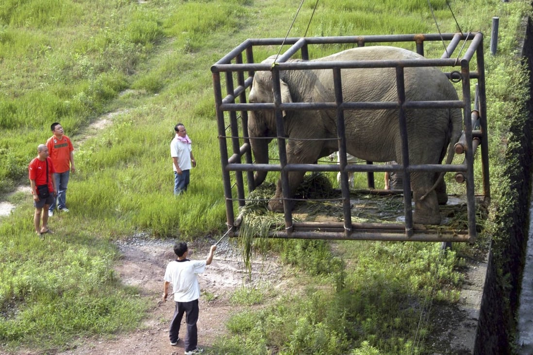 An elephant is hoisted into Chongqing zoo in southwestern China, on loan from another Chinese zoo. Photo: Reuters