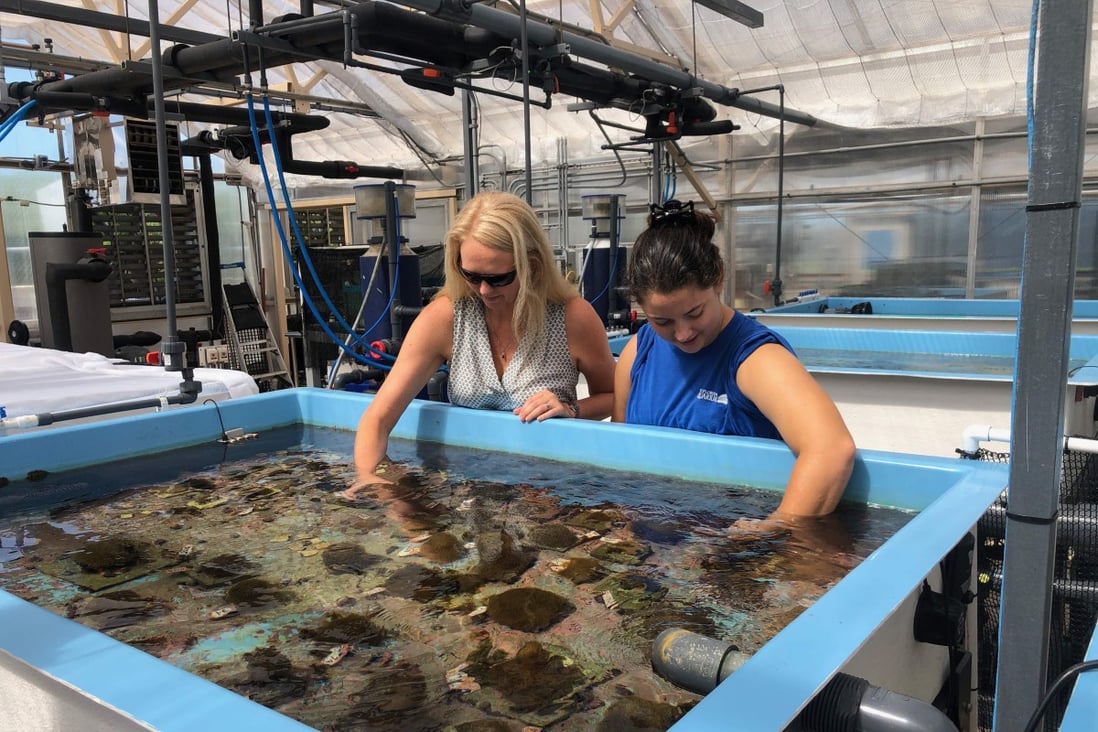New hope for threatened reefs as US scientists reproduce coral in lab
