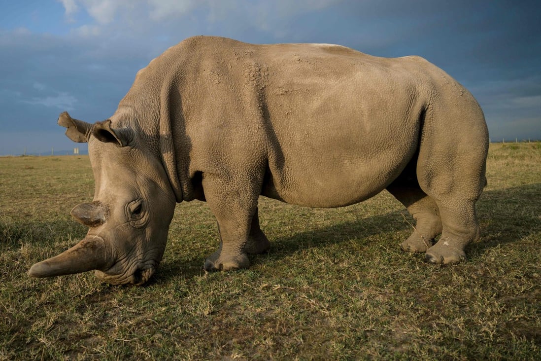 Scientists Fertilise Eggs From Last Two Northern White Rhinos On Earth In Bold Bid To Save Species From Extinction South China Morning Post Scientists Fertilise Eggs From Last Two Northern White Rhinos On Earth In Bold Bid To Save Species From Extinction South China Morning Post