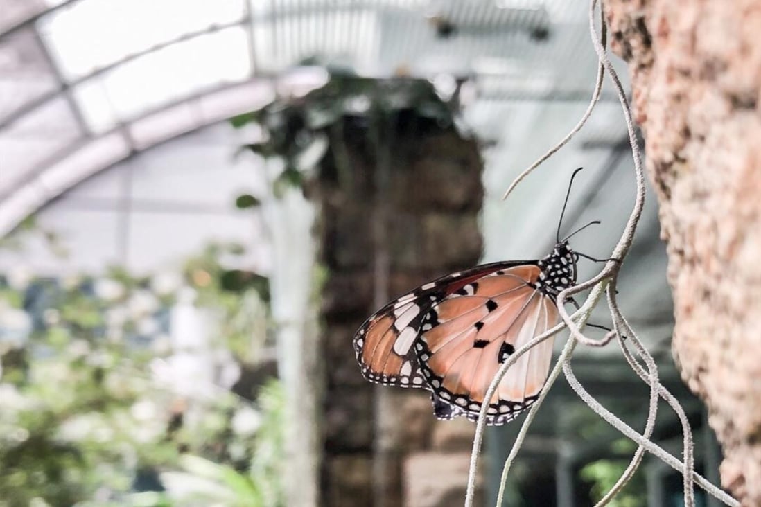 Airport stopovers need not be gruelling if they are spent at the right airport. The Butterfly Garden at Changi Airport in Singapore is just one of its many interesting attractions which make waiting for a flight here less unpleasant. Photo credit: Instagram.