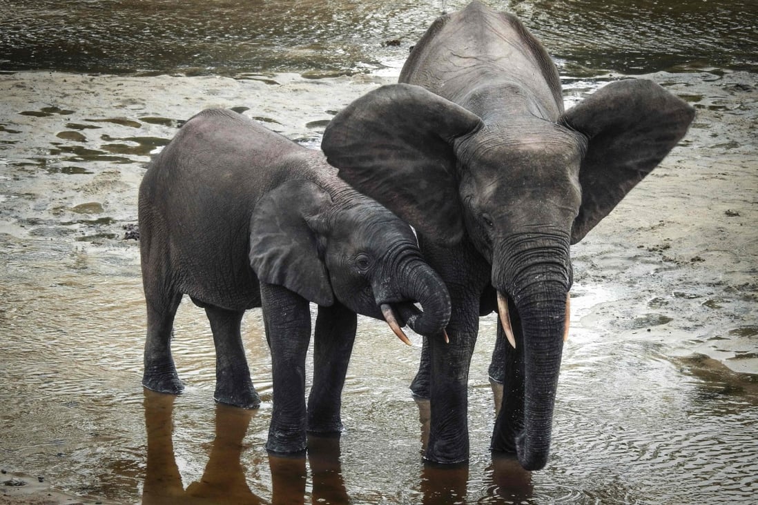 A wild forest elephant and calf bathe in the marshes of Bayanga Equatorial Forest, part of the Dzangha Sanga Reserve. Photo: AFP