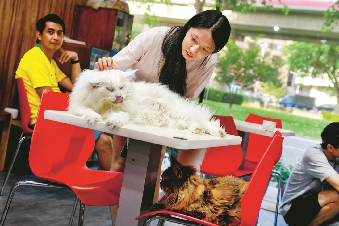 First-time visitor Chen Pei-jung, 18, gets to know some of the cats at Genki Cat Café in Taipei, Taiwan. Photo: Chris Stowers/PANOS
