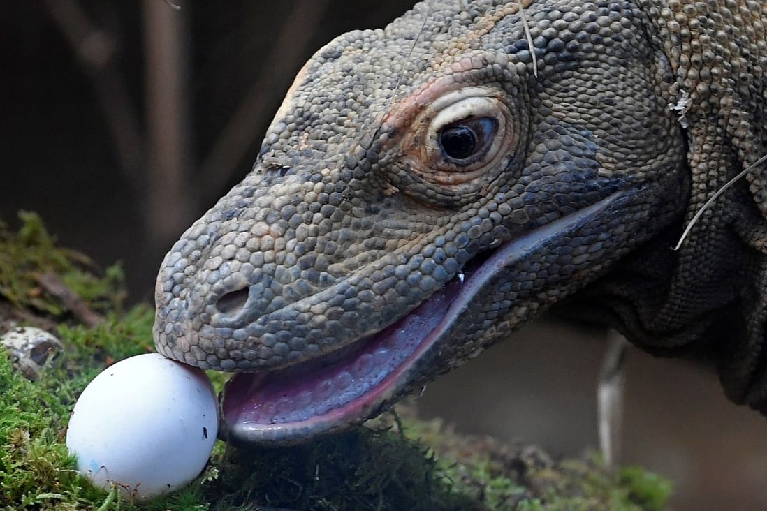 In March, the police confiscated 41 komodo dragons from a wildlife trafficking syndicate in East Java. The dragons were to be sold for upwards of US$35,000 each. Photo: Reuters