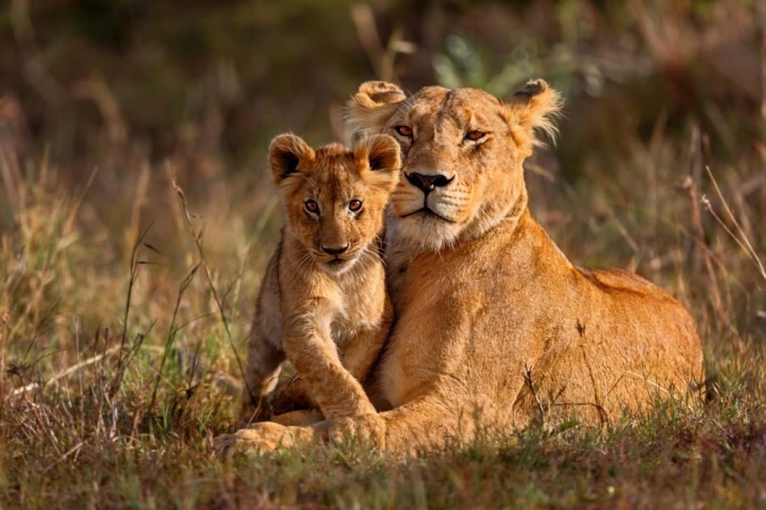 Kenya’s Masai Mara is famous for its lions.