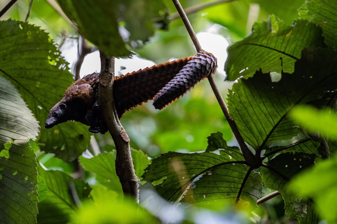 A pangolin at the Sangha Lodge, in Djomo, in the Central African Republic. Photo: Sangha Lodge