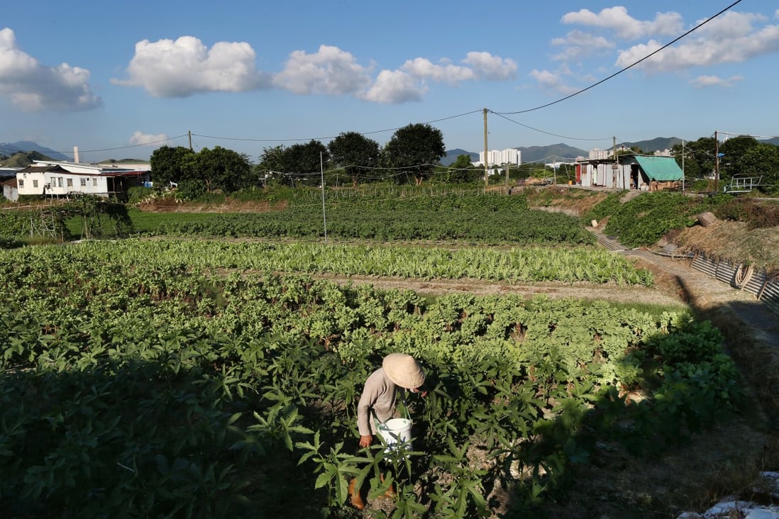 A farmer works on his crops at Kwu Tung North as of 4 July 2013. Photo: SCMP