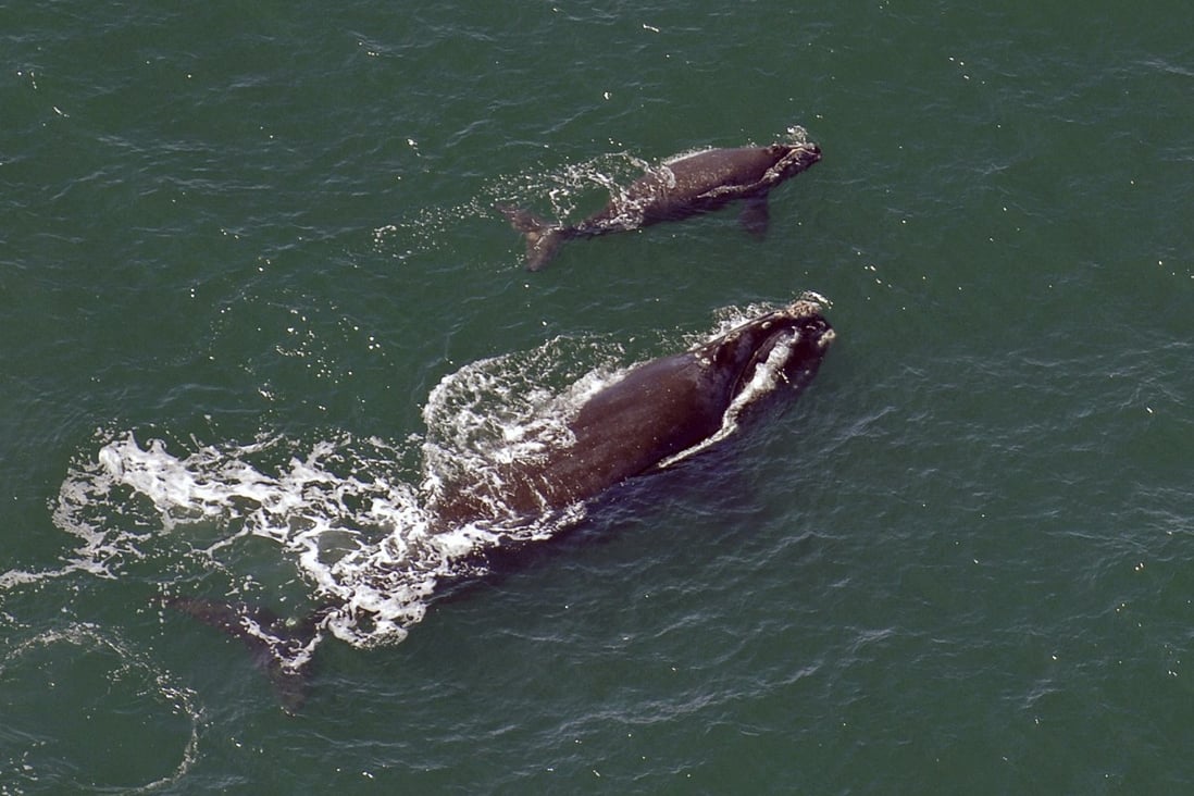 A female right whale swims at the surface of the water with her calf a few kilometres off the Georgia coast in this 2009 picture. Photo: Savannah Morning News via AP