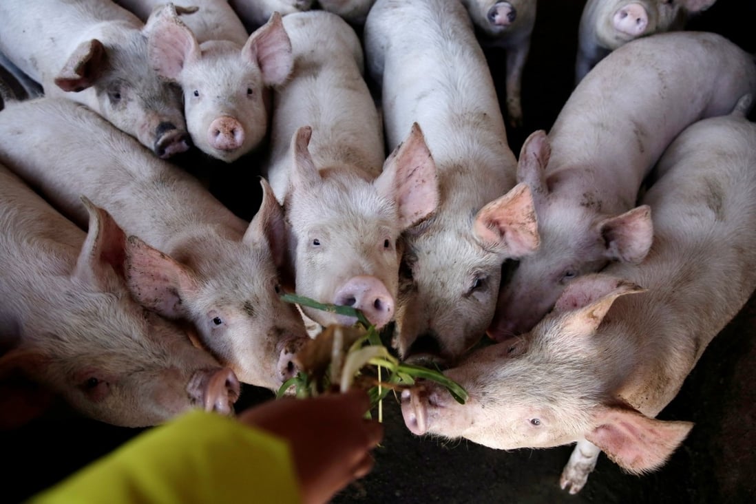 South Korean officials have culled more than 150,000 pigs at 94 farms as of October 14, according to the nation’s agriculture ministry. Photo: Reuters