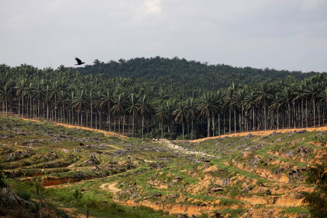 A palm oil plantation in Johor, Malaysia. Photo: Reuters