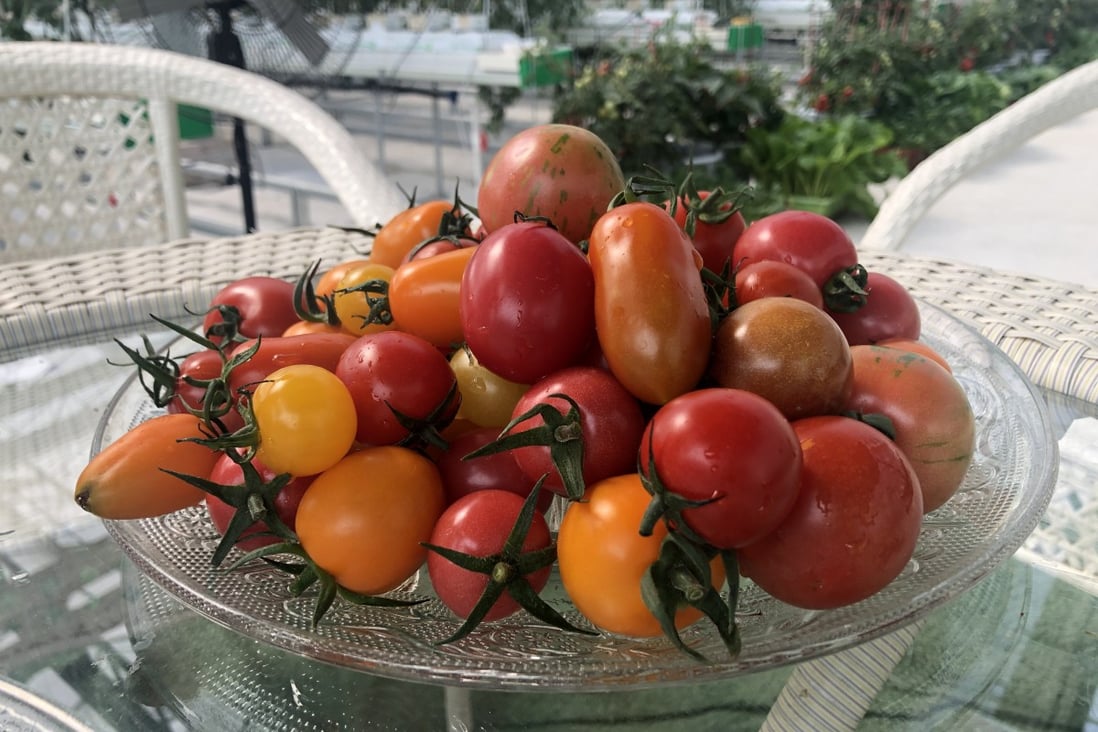 Produce from 5G smart tomato farm in Wuzhen, China, October, 2019. Photo: SCMP/Jane Zhang