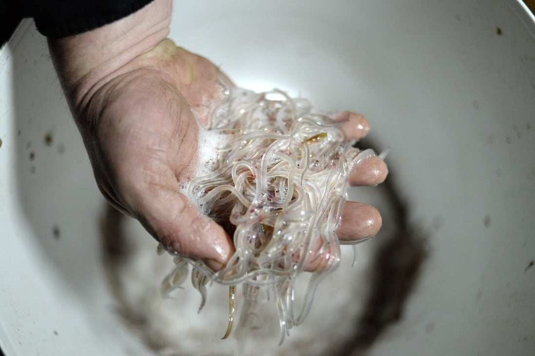 Professional fisherman Mickael Vallee holds some glass eels he fished on the Loire river in Cordemais in western France in March 2015. Photo: AFP
