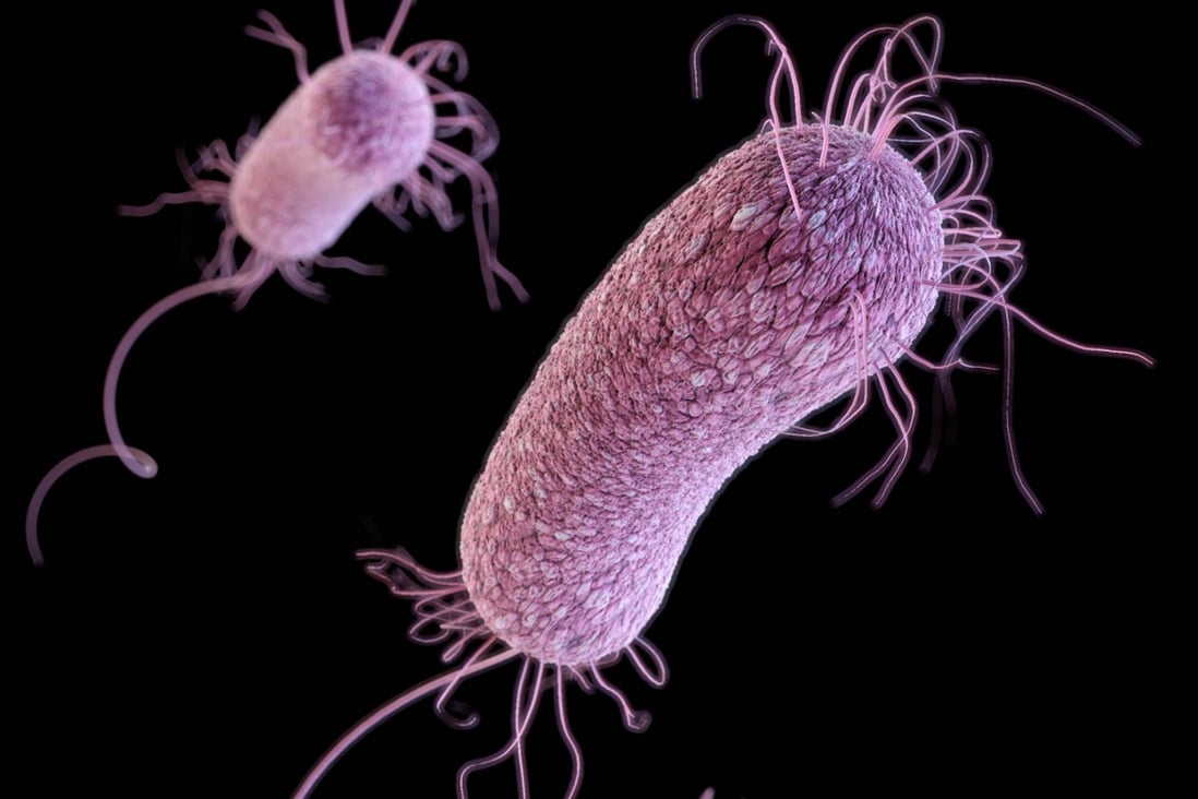 Pseudomonas aeruginosa is resistant to nearly all antibiotics. Photo: Centres for Disease Control and Prevention
