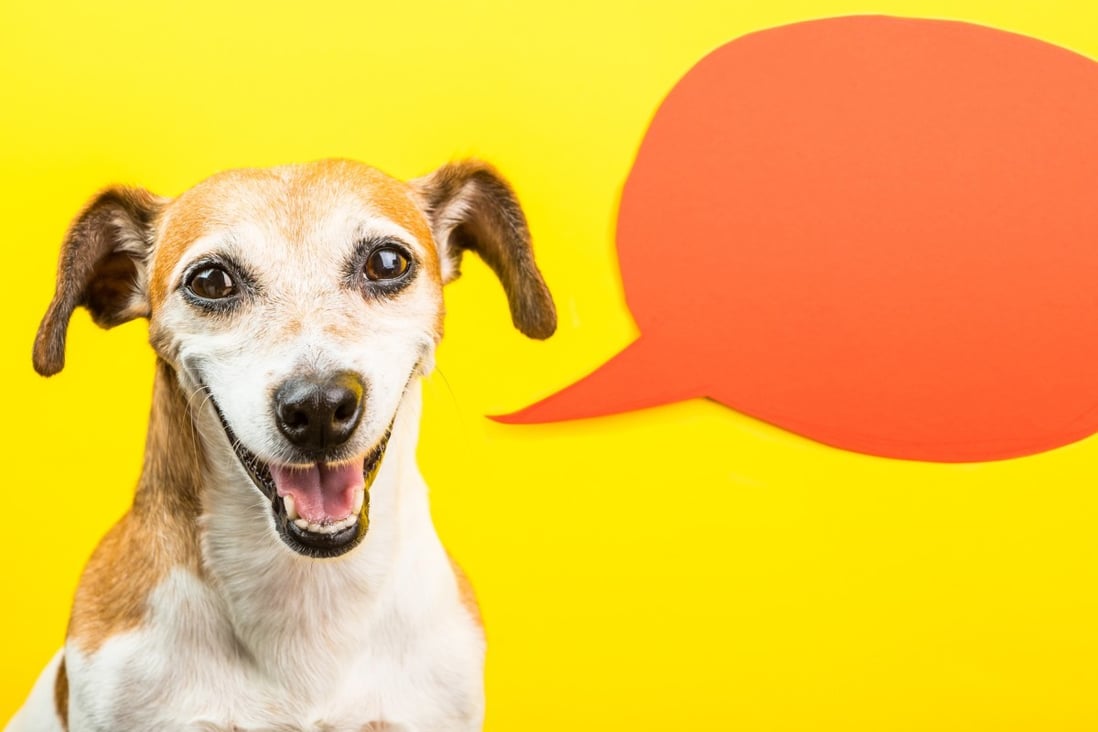 Can cats and dogs talk? An animal communicator speaks to our cat and tells us what it's thinking | South China Morning Post Can cats and dogs talk? An animal communicator speaks to our cat and tells us what it's thinking | South China Morning Post