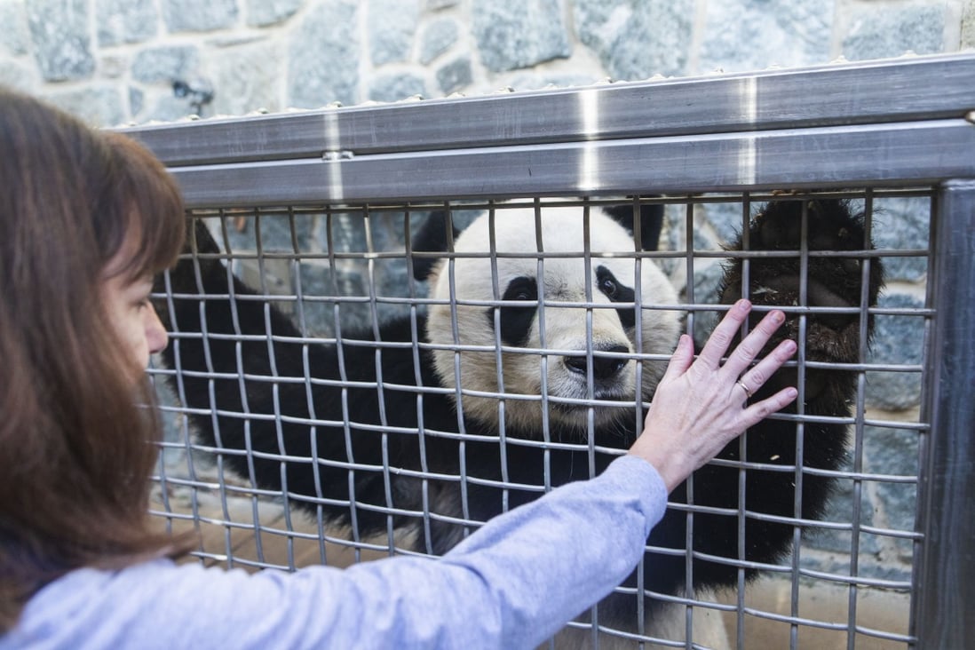 Bei Bei bye bye: devoted US keeper waves farewell to giant panda cub before  he heads to China | South China Morning Post
