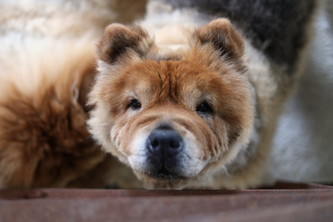 A sick dog. File photo: SCMP