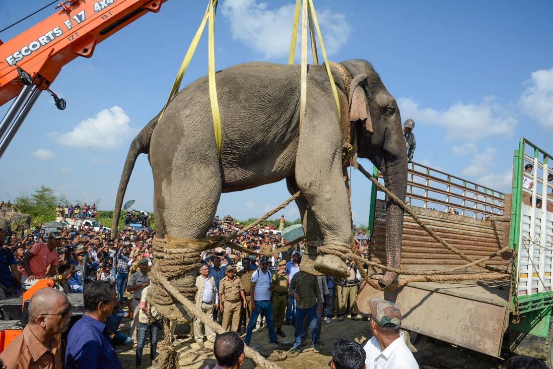 The World's Biggest Elephant Bigger Than a 3-Story Building