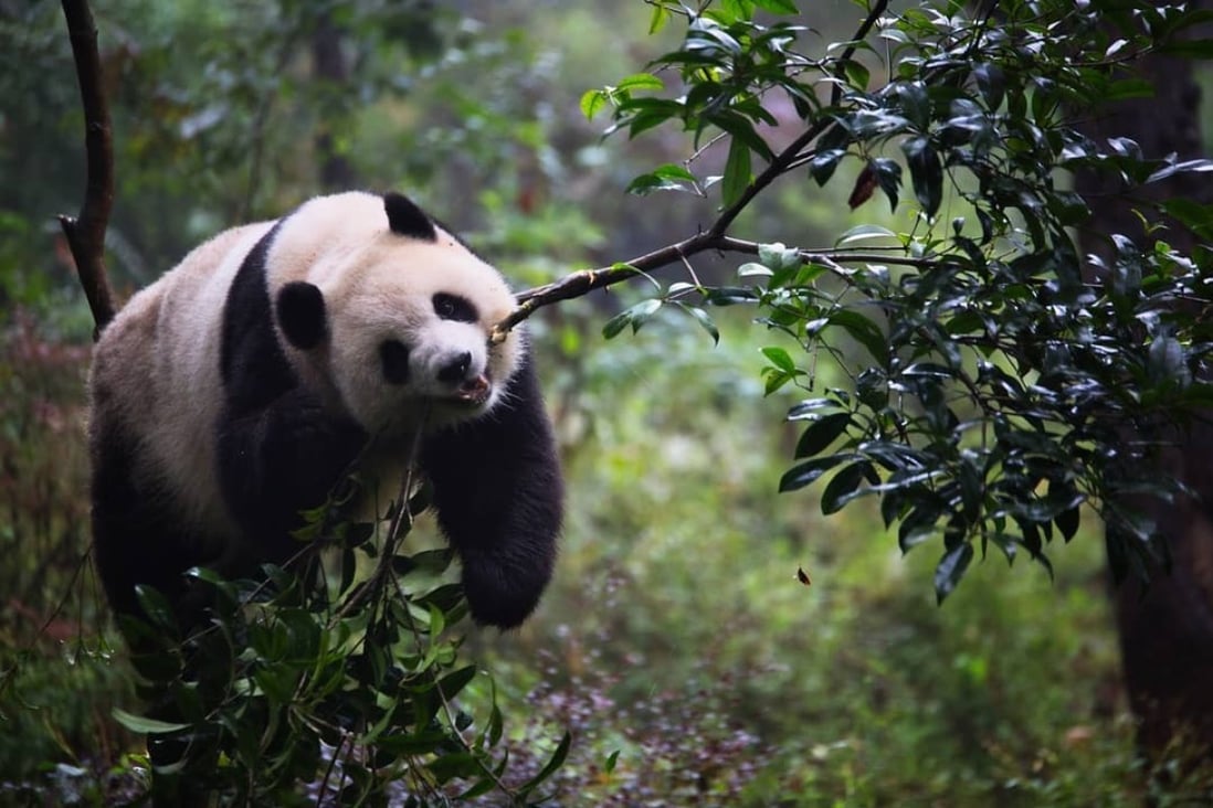 At the China Conservation and Research Center for the Giant Panda, you can sign up for a week-long programme to help feed the animals. Photo: @hayesomg/Instagram.