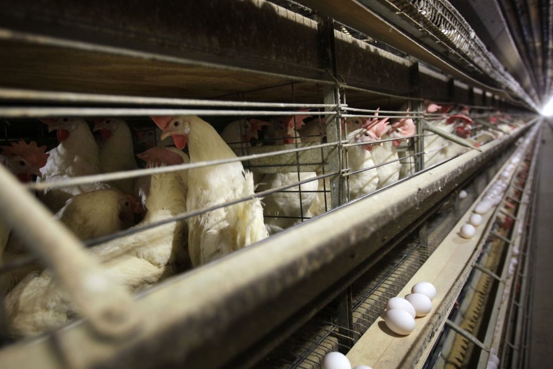 China has authorised poultry imports from 172 facilities in the US. Photo: AP