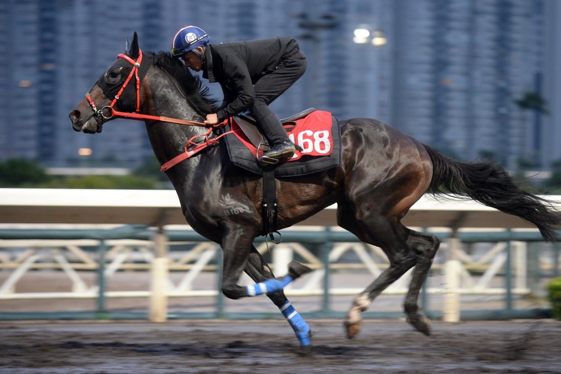 Voyage King at Hong Kong’s Sha Tin Racecourse on May 30. The horse was euthanised after breaking its leg during a race at the Happy Valley Racecourse on November 20. Photo: Kenneth Chan