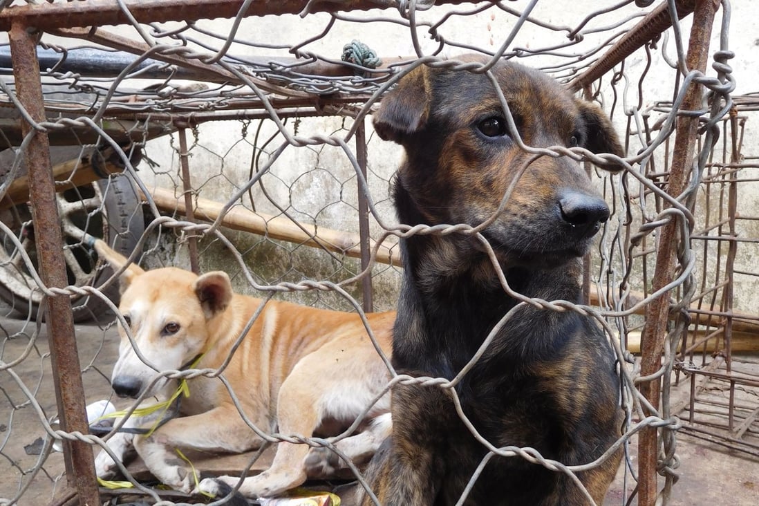Dogs kept in a cage at a meat market in Indonesia. Photo: AFP / Dog Meat Free Indonesia