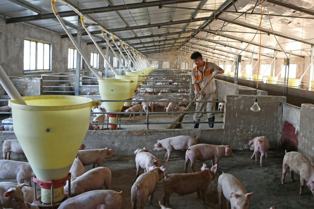 China’s African swine fever crisis has led to the death of millions of pigs, but some small farmers have been capitalising on soaring pork prices. Photo: Reuters