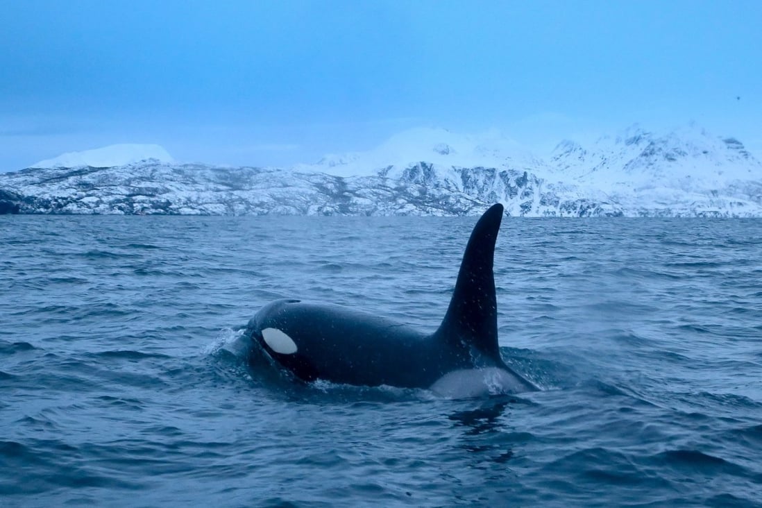 An orca is spotted near the Norwegian city of Tromso in the Arctic Circle in January. Photo: AFP