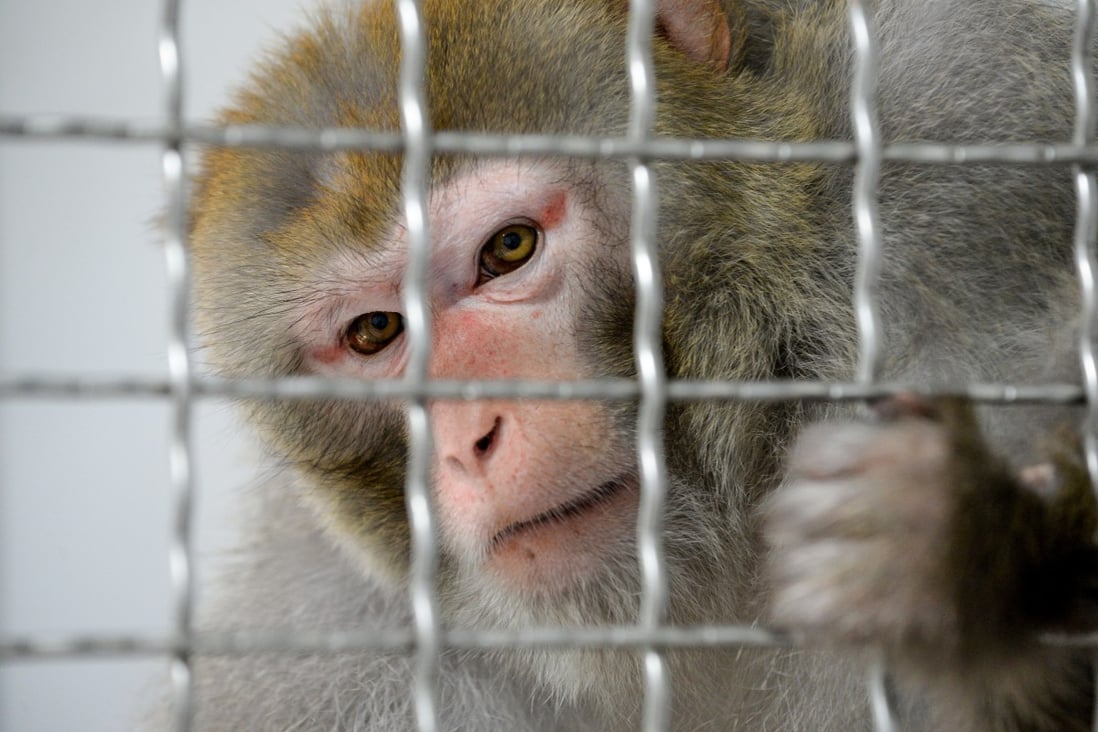A Chinese team has been carrying out gene editing research on monkeys. Photo: AFP