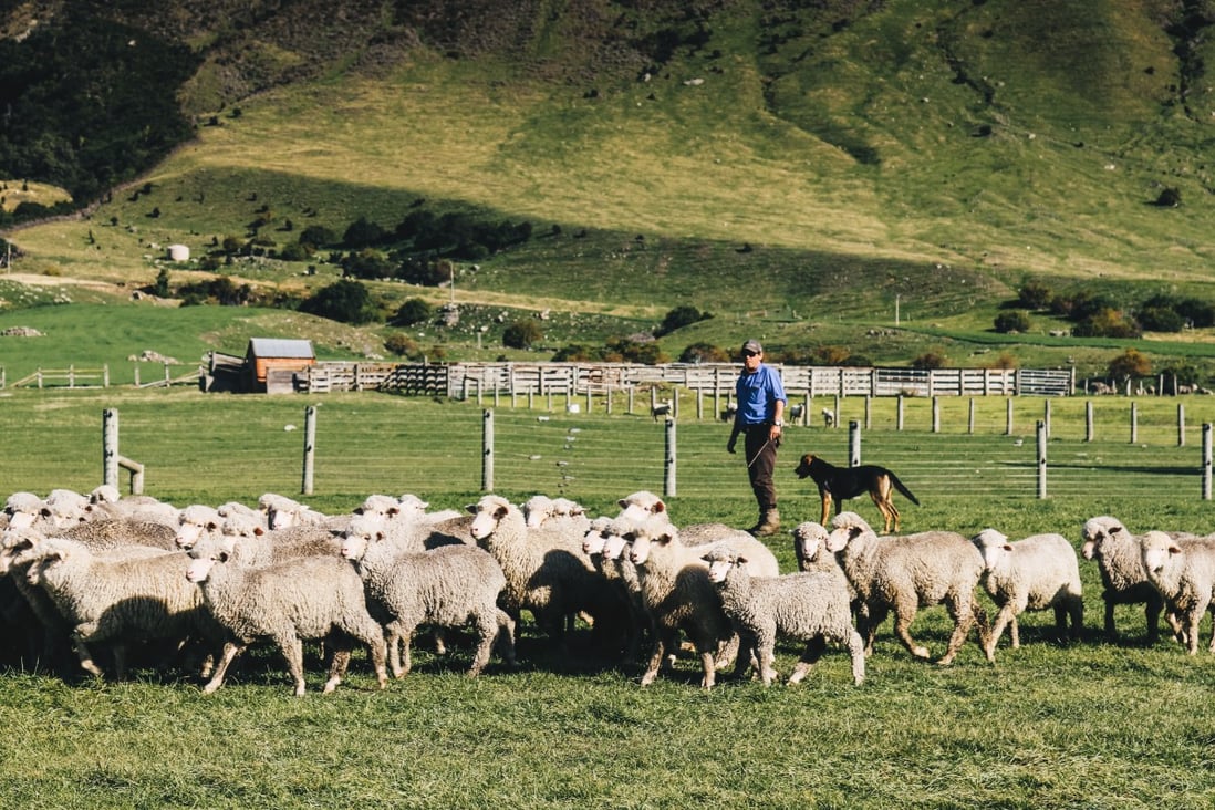 Sheep head off to lowland pasture at Walter Peak Station in Queenstown, New Zealand. The impact of African swine fever on China’s pork production has been to the benefit of “alternative proteins”, including from New Zealand lamb. Photo: Valerie Teh