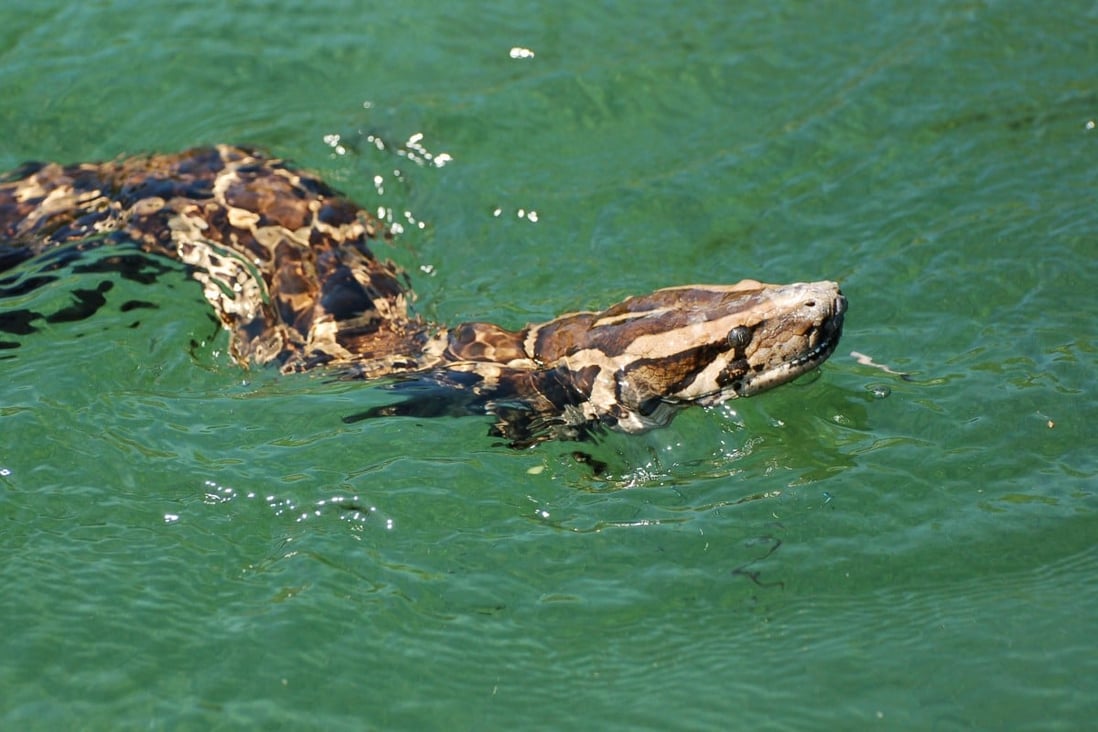 The epic battle to rid Florida's Everglades of invasive Burmese pythons ...