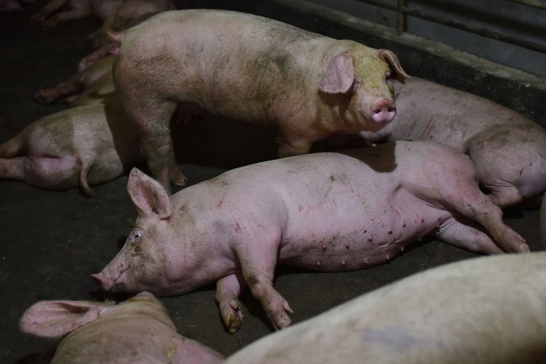 Navigation systems of planes flying over a pig farm were affected by the farmer’s efforts to prevent a drone attack by criminal gangs spreading African swine fever. Photo: AFP