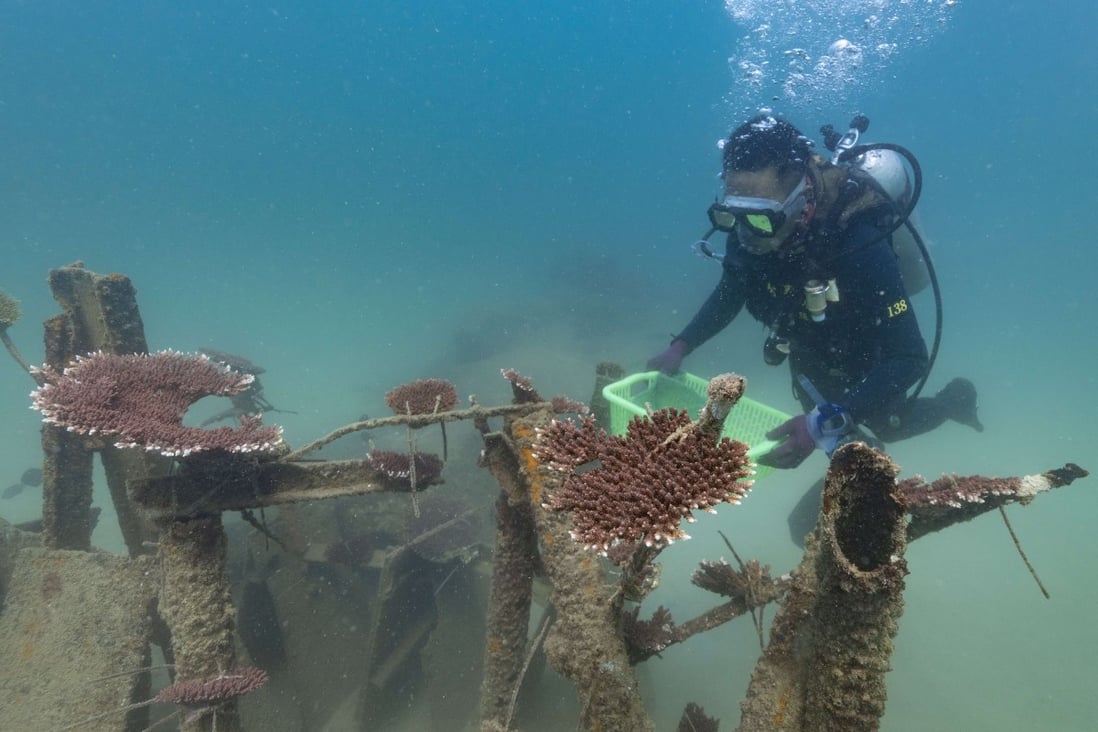 Beijing’s South China Sea coral conservation efforts are met with scepticism by critics who see a larger strategic purpose behind them. Photo: Xinhua