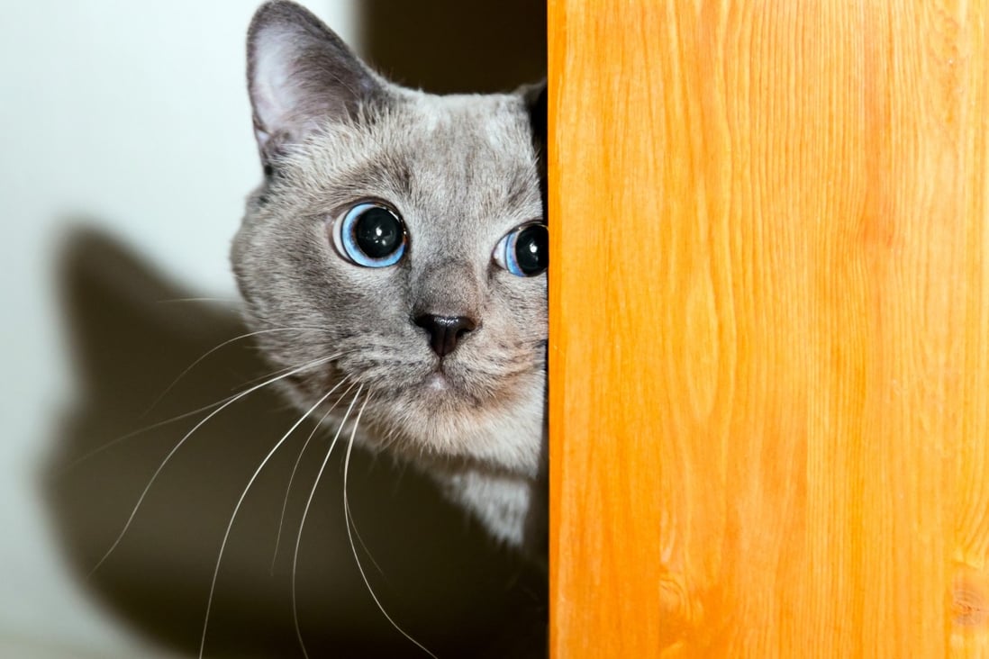 Cats instinctively seek safe retreats
