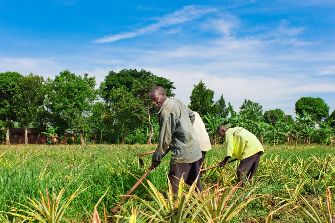 Africa has a surplus of agricultural products, Uganda’s leader says. Photo: Shutterstock
