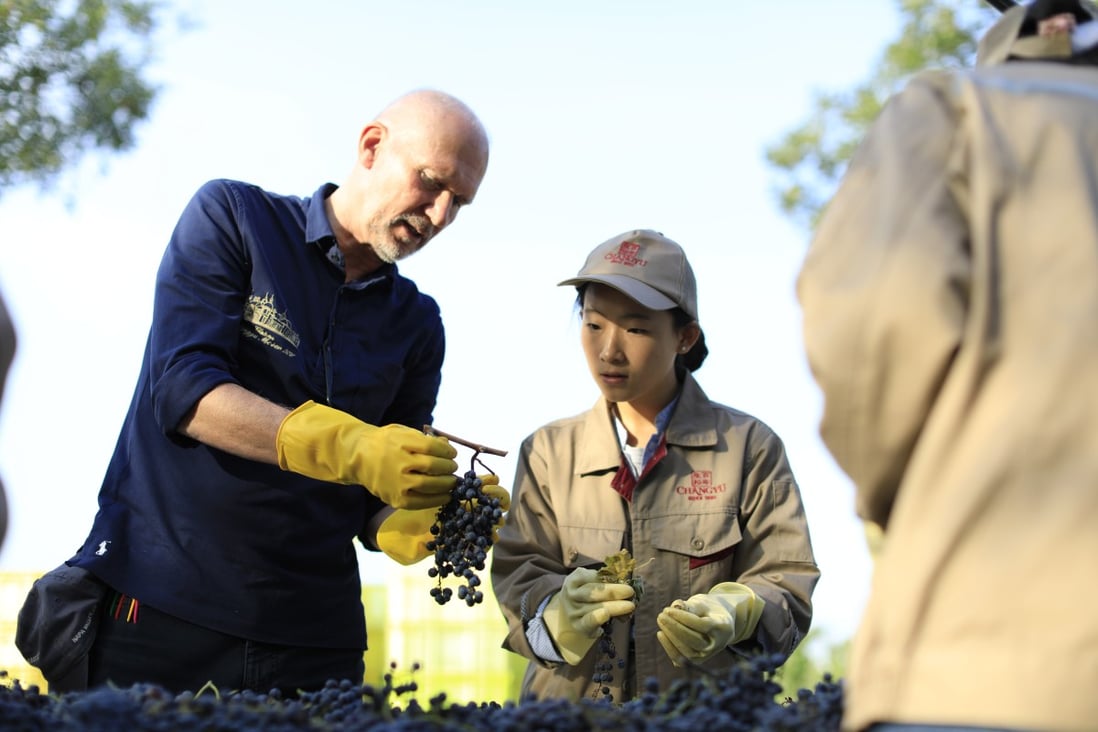 Lenz Moser, chief winemaker at Chateau Changyu Moser XV, sorts through harvest grapes. Photo: Changyu Moser