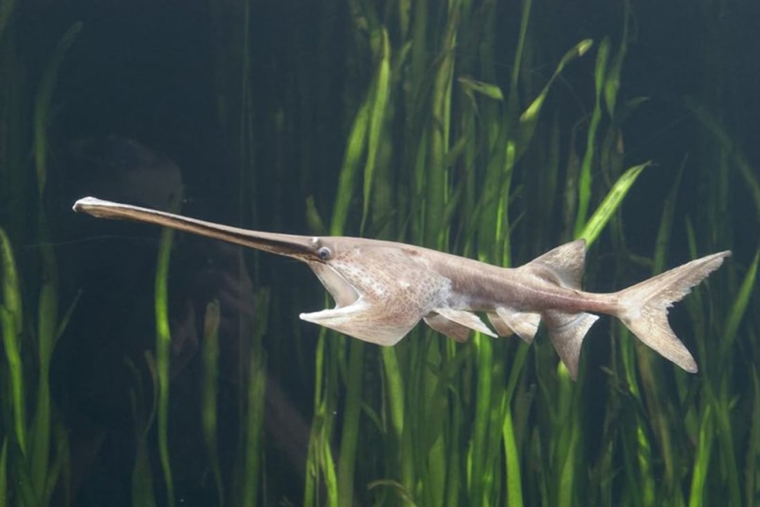 The Chinese paddlefish had been on the critically endangered list since 1996. Photo: Handout
