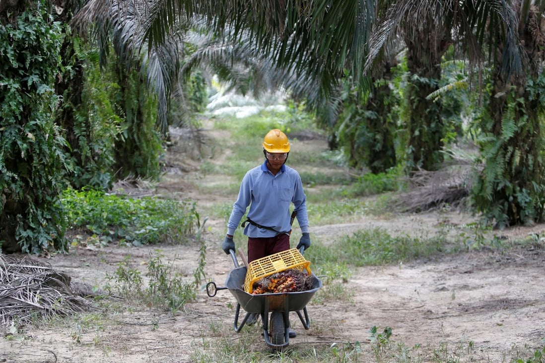 India Bans Malaysian Palm Oil As Diplomatic Rift Widens South China Morning Post